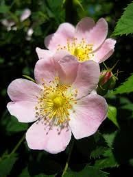 Rosa laxa blume samen for anpflanzung shade tolerant heirloom & gmo free samen for home garten
sale for anpflanzung in home garten