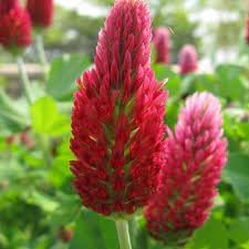 Heirloom manure blume samen for anpflanzung shade tolerant heirloom & gmo free samen for home garten
sale for anpflanzung in home garten