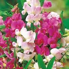 Heirloom pea blume samen for anpflanzung wildflower mix heirloom & gmo free samen for home garten
sale for anpflanzung in home garten