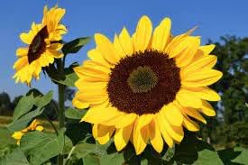 Heirloom sunflower samen for anpflanzung premium quality heirloom & gmo free samen for home garten
sale for anpflanzung in home garten