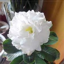 Heirloom adenium blume samen for anpflanzung hardy variety heirloom & gmo free samen for home garten
sale for anpflanzung in home garten