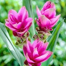 Heirloom siam tulip blume samen for anpflanzung compact growth heirloom & gmo free samen for home garten
sale for anpflanzung in home garten