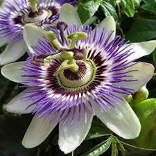 Passionflower samen for anpflanzung - low maintenance, heirloom & gmo free samen for home garten
sale samen for anpflanzung in home garten