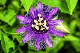 Heirloom passion blume samen for anpflanzung easy to grow heirloom & gmo free samen for home garten
sale for anpflanzung in home garten