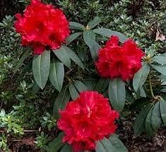 Rot rhododendron blume samen for anpflanzung - perfect for borders, heirloom & gmo free samen for home garten
sale samen for home garten