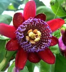 Riesengranadilla blume samen for anpflanzung - garten favorite, heirloom & gmo free samen for home garten
sale samen for home garten