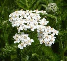 Achillea millefolium blume samen for anpflanzung drought tolerant heirloom & gmo free samen for home garten
sale for anpflanzung in home garten