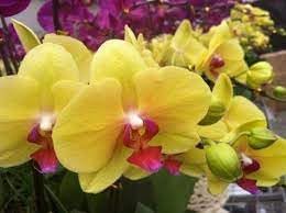 Heirloom butterfly orchid blume samen for anpflanzung low maintenance heirloom & gmo free samen for home garten
sale for anpflanzung in home garten