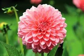 Heirloom dahlia blume samen for anpflanzung vibrant colors heirloom & gmo free samen for home garten
sale for anpflanzung in home garten