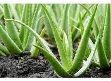 Aloe vera blume samen for anpflanzung - premium quality, heirloom & gmo free samen for home garten
sale samen for home garten