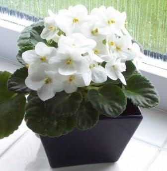 Weiß saintpaulia blume samen for anpflanzung - pollinator friendly, heirloom & gmo free samen for home garten
sale samen for home garten