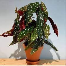 Begonia blume samen for anpflanzung - shade tolerant, heirloom & gmo free samen for home garten
sale for anpflanzung in home garten.