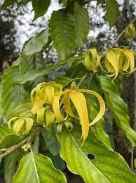 Ylang blume samen for anpflanzung - premium quality, heirloom & gmo free samen for home garten
sale samen for anpflanzung in home garten