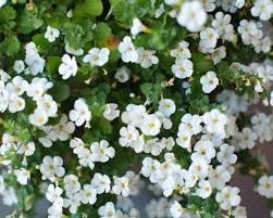 Heirloom waterhyssop blume samen for anpflanzung colorful display heirloom & gmo free samen for home garten
sale for anpflanzung in home garten