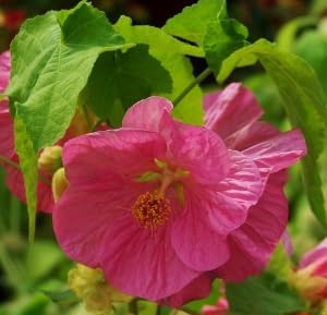 Rosa abutilon striatum blume samen for anpflanzung - wildflower mix, heirloom & gmo free samen for home garten
sale for anpflanzung in home garten.