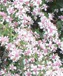 Rosa weiß lateriflorus blume samen for anpflanzung - bright blooms, heirloom & gmo free samen for home garten
sale for anpflanzung in home garten