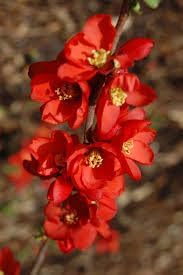 Heirloom quince chaenomeles blume samen for anpflanzung cut blume favorite heirloom & gmo free samen for home garten
sale for anpflanzung in home garten