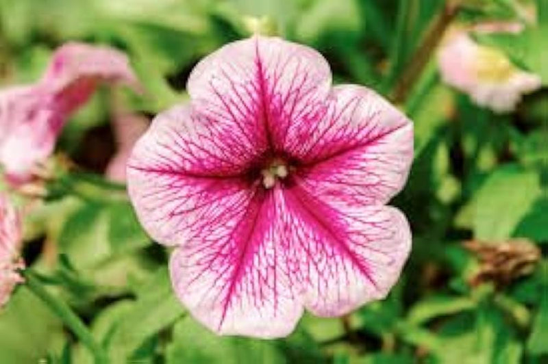 Pelleted petunia frillytunia weiß samen