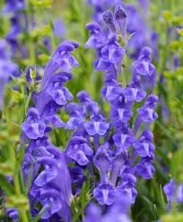 Heirloom scutellaria blume samen for anpflanzung drought tolerant heirloom & gmo free samen for home garten
sale for anpflanzung in home garten