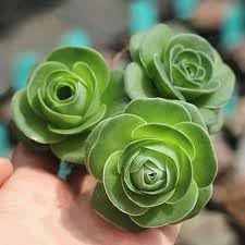Heirloom succulent rose blume samen for anpflanzung cottage garten essential heirloom & gmo free samen for home garten
sale for anpflanzung in home garten