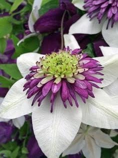 Clematis weiß lila blume samen for anpflanzung - low maintenance, heirloom & gmo free samen for home garten
sale for anpflanzung in home garten.