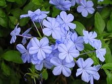 Heirloom plumbago blume samen for anpflanzung cut blume favorite heirloom & gmo free samen for home garten
sale for anpflanzung in home garten
