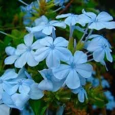 Plumbago blume samen for anpflanzung - cut blume favorite, heirloom & gmo free samen for home garten
sale samen for home garten
