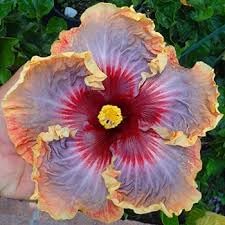 Giant hibiscus blume samen for anpflanzung seasonal bloomer heirloom & gmo free samen for home garten
sale for anpflanzung in home garten
