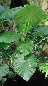 Alocasia heirloom non gmo anpflanzung blume samen for anpflanzung shade tolerant heirloom & gmo free samen for home garten
sale for anpflanzung in home garten