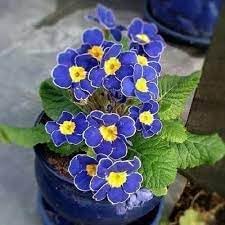 Heirloom primrose blume samen for anpflanzung fragrant blossoms heirloom & gmo free samen for home garten
sale for anpflanzung in home garten