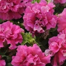 Rosa double petunia blume samen for anpflanzung - easy to grow, heirloom & gmo free samen for home garten
sale samen for home garten
