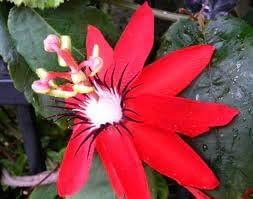 Passione blume samen for anpflanzung shade tolerant heirloom & gmo free samen for home garten
sale for anpflanzung in home garten
