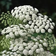 Zanahoria silvestre blume samen for anpflanzung - pollinator friendly, heirloom & gmo free samen for home garten
sale for anpflanzung in home garten.