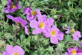 Zistrose blume samen for anpflanzung - easy to grow, heirloom & gmo free samen for home garten
sale for anpflanzung in home garten.