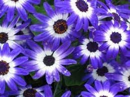 Heirloom senetti pericallis blume samen for anpflanzung shade tolerant heirloom & gmo free samen for home garten
sale for anpflanzung in home garten