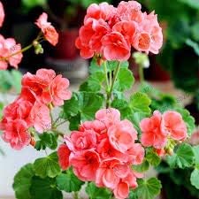 Pale rosa pelargonium hortorum blume samen for anpflanzung - drought tolerant, heirloom & gmo free samen for home garten
sale samen for anpflanzung in home garten