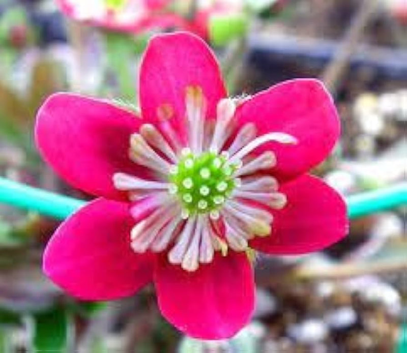 Semillas de hepática rosa y blanca para siembra – variedad resistente – variedad tradicional y semillas sin transgénicos para el jardín doméstico
