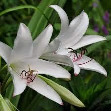 Weiß crinum blume samen for anpflanzung - easy to grow, heirloom & gmo free samen for home garten
sale for anpflanzung in home garten.