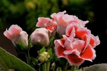 Weiß orange gloxinia blume samen for anpflanzung - cottage garten essential, heirloom & gmo free samen for home garten
sale samen for home garten
