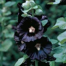 Heirloom hollyhock blume samen for anpflanzung easy to grow heirloom & gmo free samen for home garten
sale for anpflanzung in home garten