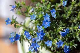 Heirloom lithodora blume samen for anpflanzung compact growth heirloom & gmo free samen for home garten
sale for anpflanzung in home garten