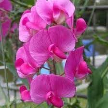 Heirloom sweet pea blume samen for anpflanzung cottage garten essential heirloom & gmo free samen for home garten
sale for anpflanzung in home garten