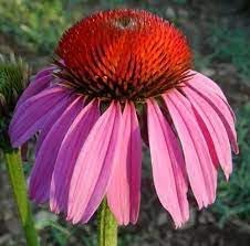 Heirloom coneflower samen for anpflanzung long bloom season heirloom & gmo free samen for home garten
sale for anpflanzung in home garten