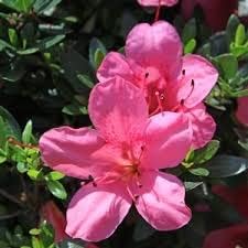 Rosa satsuki azalea blume samen for anpflanzung - vibrant colors, heirloom & gmo free samen for home garten
sale samen for anpflanzung in home garten
