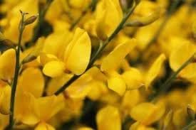 Heirloom spartium blume samen for anpflanzung drought tolerant heirloom & gmo free samen for home garten
sale for anpflanzung in home garten