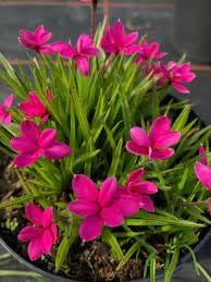 Rhodohypoxis blume samen for anpflanzung - hardy variety, heirloom & gmo free samen for home garten
sale samen for home garten