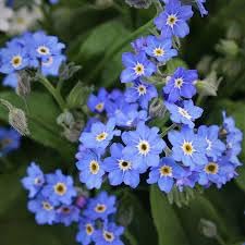 Alpine vergissmeinnicht blume samen for anpflanzung - long bloom season, heirloom & gmo free samen for home garten
sale for anpflanzung in home garten