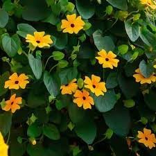 Heirloom thunbergia blume samen for anpflanzung seasonal bloomer heirloom & gmo free samen for home garten
sale for anpflanzung in home garten