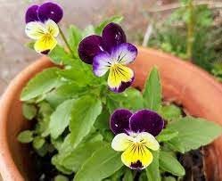 Heirloom johnny jump up blume samen for anpflanzung cut blume favorite heirloom & gmo free samen for home garten
sale for anpflanzung in home garten