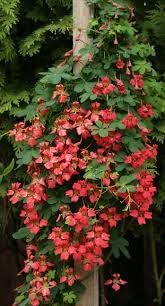 Heirloom scottish flame blume samen for anpflanzung colorful display heirloom & gmo free samen for home garten
sale for anpflanzung in home garten